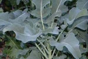 Green Leaf Vegetables